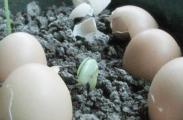 生鸡蛋埋在花盆里好吗，整个鸡蛋埋在土里养花好吗