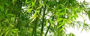 竹子防腐简单方法