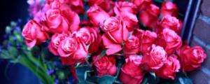 玫瑰花的花语是什么,象征了什么?