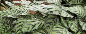 孔雀竹芋有毒嗎可以養在家裏嗎