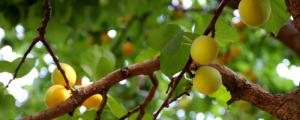 杏树秋季剪枝时间和方法