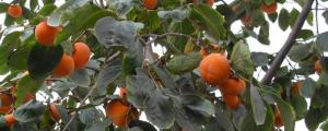 柿子树扦插生根最快方法