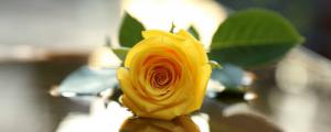 黄玫瑰的寓意和象征
