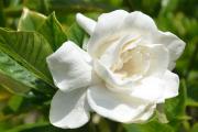 大叶栀子花的养殖方法和注意事项，6个步骤教你养出美丽的大叶栀子花