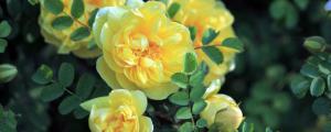 黄蔷薇花语