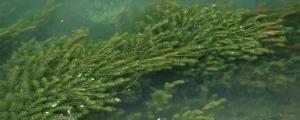 黑藻是高等植物吗