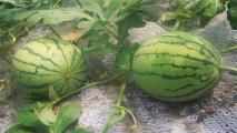 西瓜种子怎么种