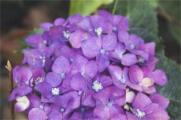 紫绣球花的花语是什么，团聚永恒和残酷的爱