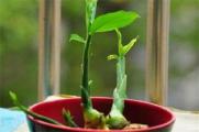 姜怎么种盆栽，六步方法成功种植