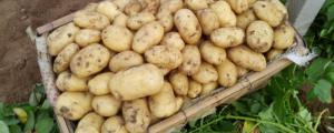 土豆种植技术