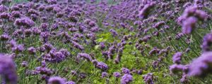 紫色马鞭草花语