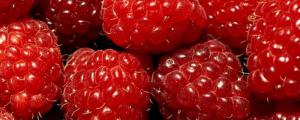 树莓是什么季节的水果