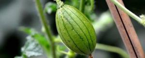 小西瓜品种有哪些，常见的十种美味小西瓜