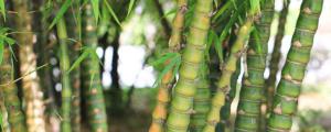 盆竹的种类