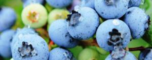怡颗莓蓝莓是什么品种