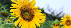 太阳花是多年生植物吗