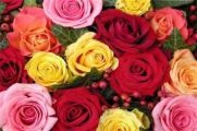 大棚玫瑰花的种植方法，掌握4个要点便可高产玫瑰花