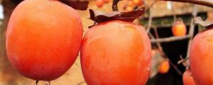 柿子成熟的季节是几月