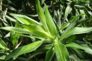 家里养百合竹有什么作用，可有装饰绿化作用