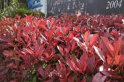 红叶石楠冬天种还是春天种好，红叶石楠春天种植最好