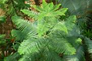 南洋杉的品种，详解南洋杉4大品种