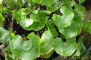 荷叶铁线蕨是什么植物，属于多年生蕨类植物