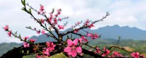 廣東過年桃花怎樣種植