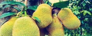 菠蘿蜜的核可以發芽種植嗎