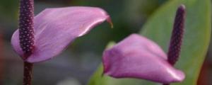 紫掌香妃的养殖方法和注意事项