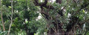 菩提树的养殖方法和注意事项