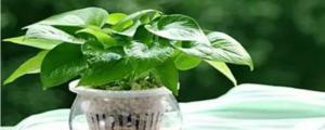 綠蘿水培怎麼養才能更旺盛