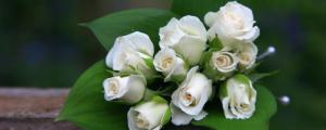 白色玫瑰寓意和花語