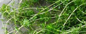 伊樂藻種子撒水裏就能發芽嗎