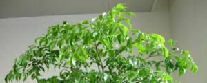 绿宝树在室内怎么养