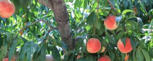用桃核种桃树的方法