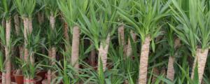 水培巴西木的养殖方法和注意事项