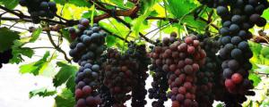 葡萄和紫罗兰的关系