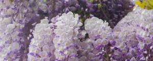 多花紫藤怎么种植