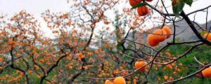 柿子核能种出柿子树吗?