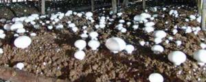磨菇菇栽培怎样才长的又快又多