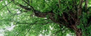 根系发达的树种