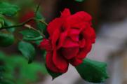蔷薇花语是什么，爱与思念/各色蔷薇花所代表的寓意