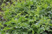 龙须菜是什么植物，是藤状攀援植物可食用