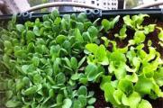 盆栽蔬菜怎么种，选择盆土后播种养护