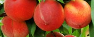 桃是寒性水果吗