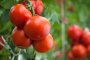 番茄种子的种植方法，掌握4个步骤种植出美味的番茄
