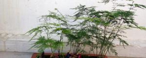 文竹的养殖方法