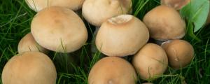 蘑菇种子与种植方法