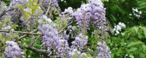 多花紫藤的品种