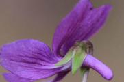 紫花堇菜和细距堇菜的区别，叶子和花暴露了两者的不同